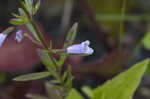 Limestone calamint